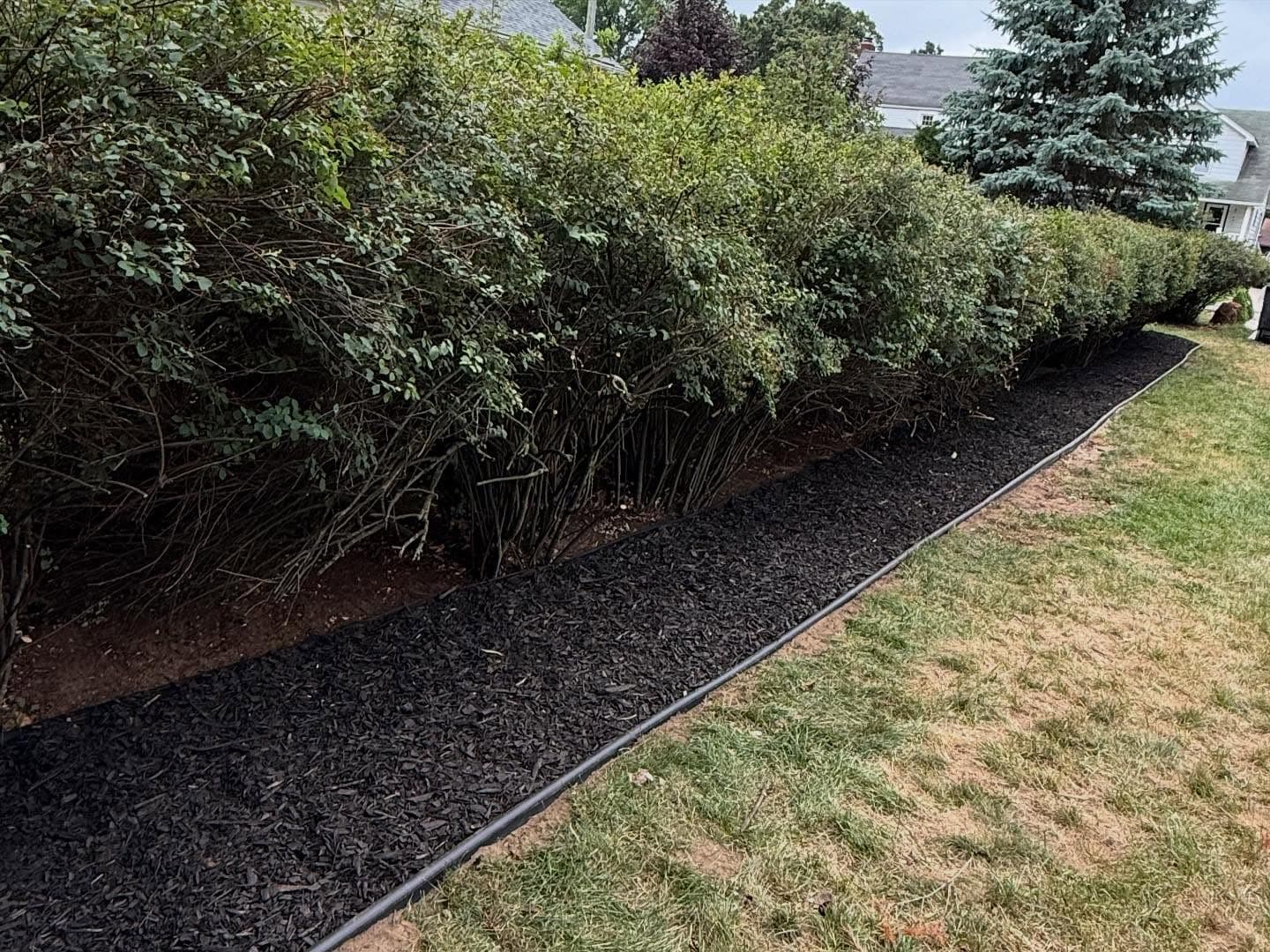 Mulched shrub line with fresh black mulch trench by AquaPro