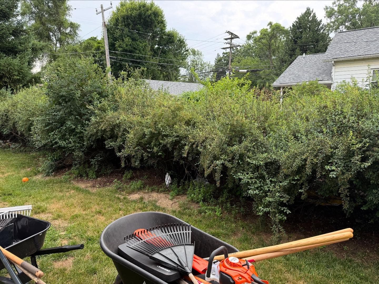 Overgrown shrub line before AquaPro cleanup